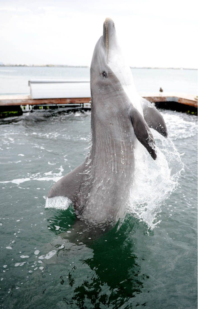 Trained to locate underwater mines and detect enemy divers, dolphins use echolocation to help in naval missions even today.
