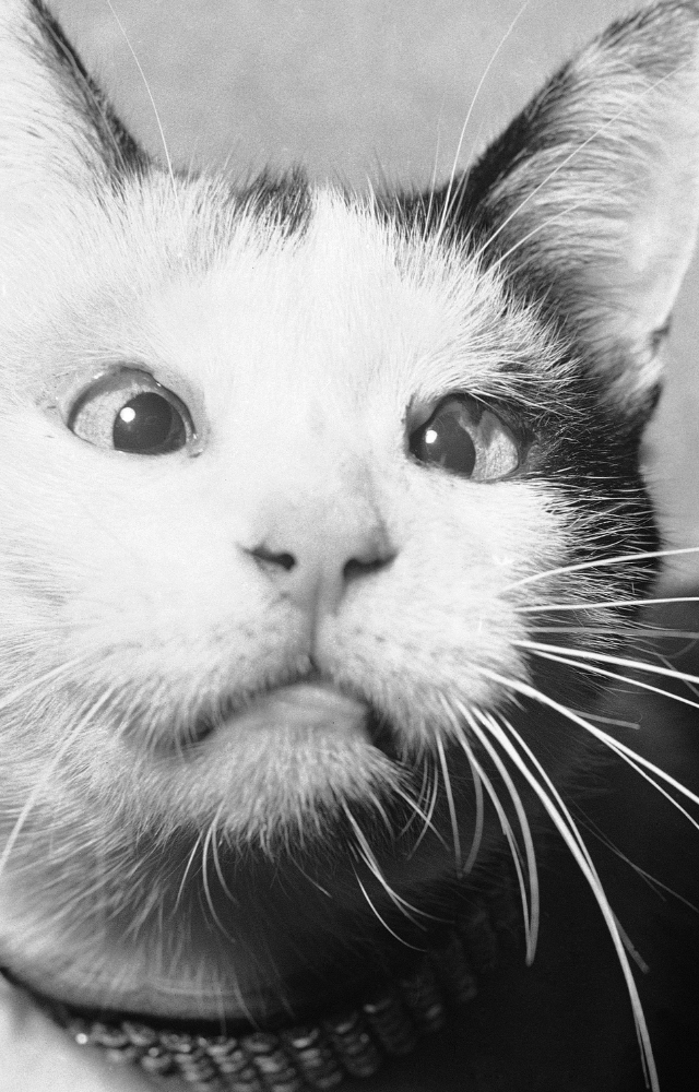 A Cold War-era project attempted to use a wired cat to eavesdrop on conversations. The mission failed, but the concept was real.
