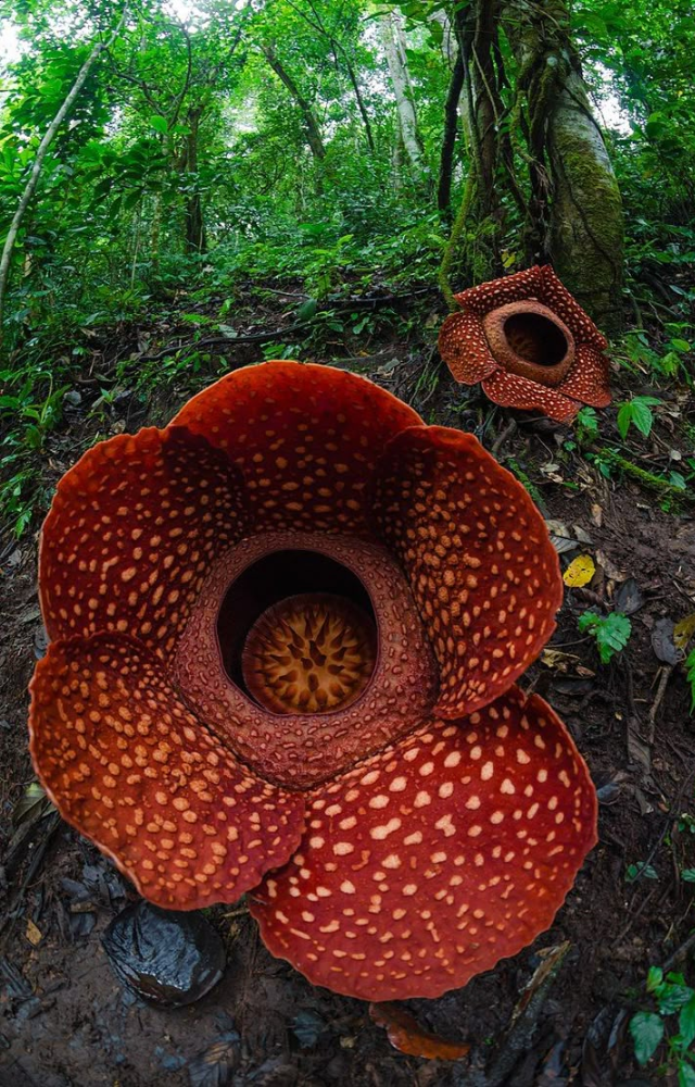Also known as the “corpse lily,” it’s the world’s largest single flower and emits a strong odor of decomposing meat.
