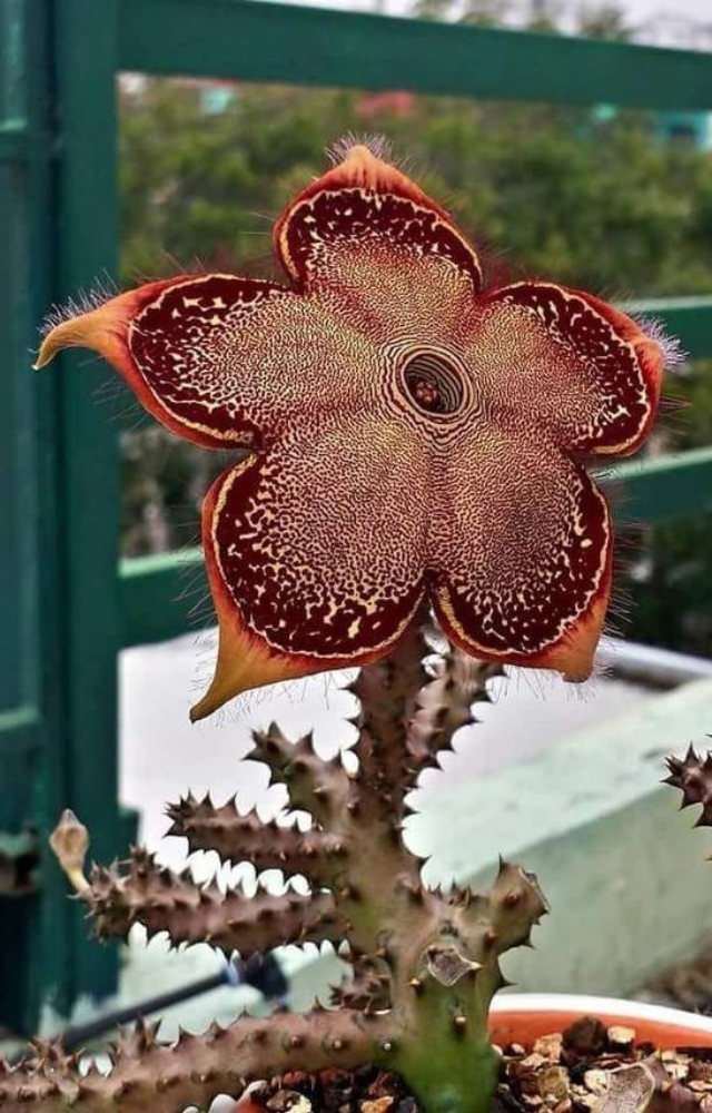 Nicknamed the “carrion flower,” it has star-shaped blooms that reek of dead animals to attract pollinators like flies.
