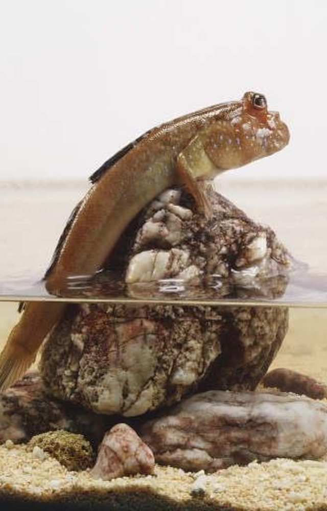 Unbelievable Fish That Walk on Land