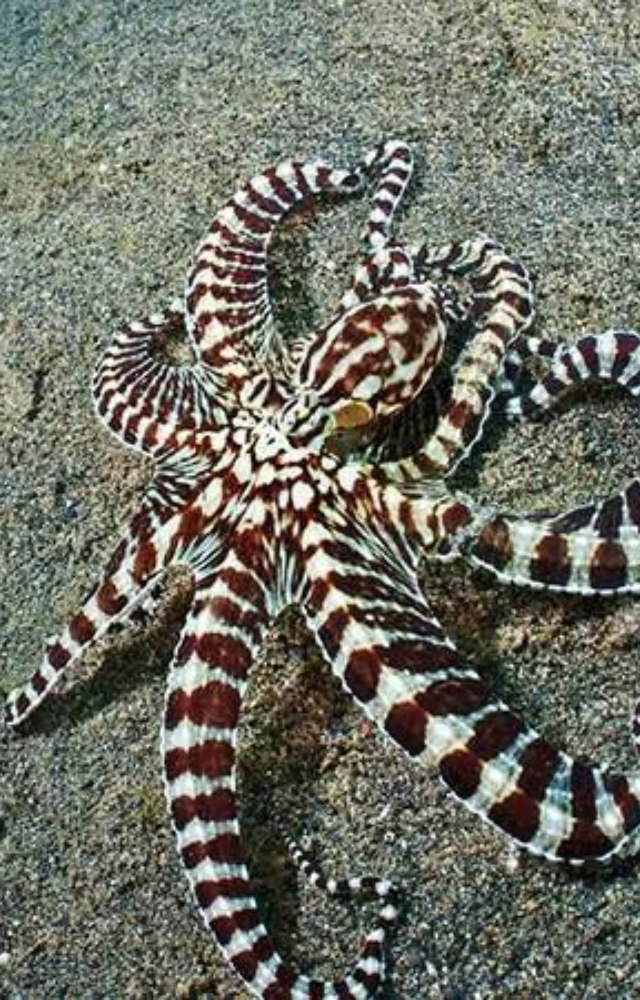 This ocean creature can reshape its arms and posture to imitate lionfish, sea snakes, and flatfish—fooling both prey and predators.
