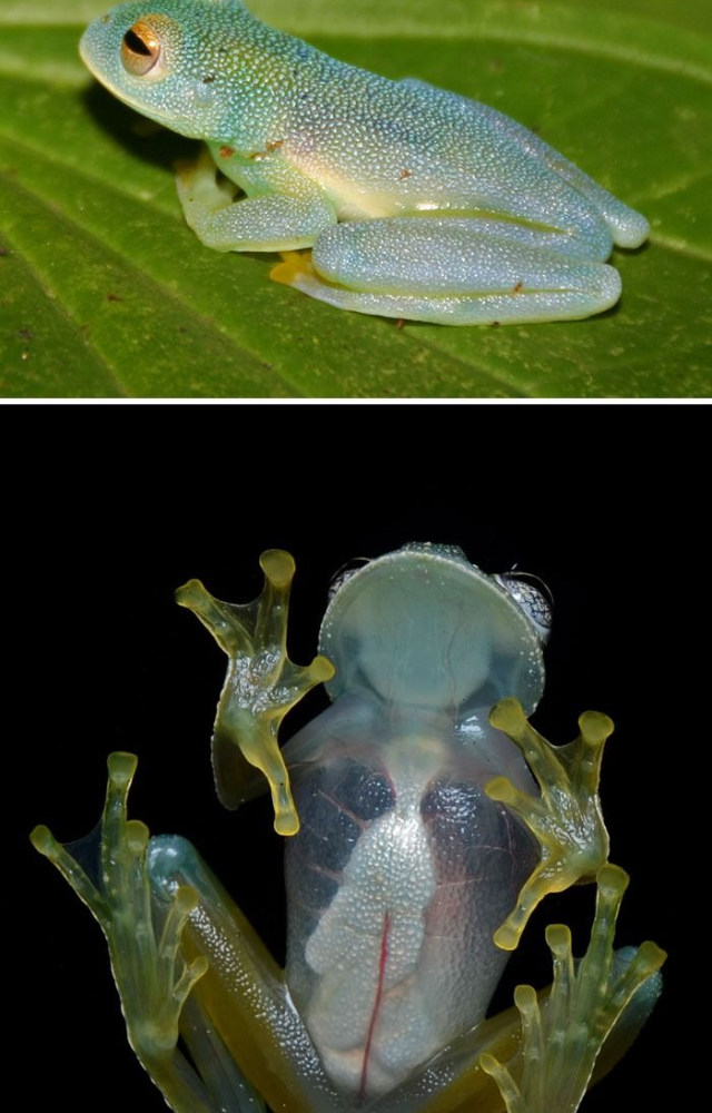 Found in Central America, this frog`s belly becomes nearly transparent at night, blending into leaves and vanishing from predators.
