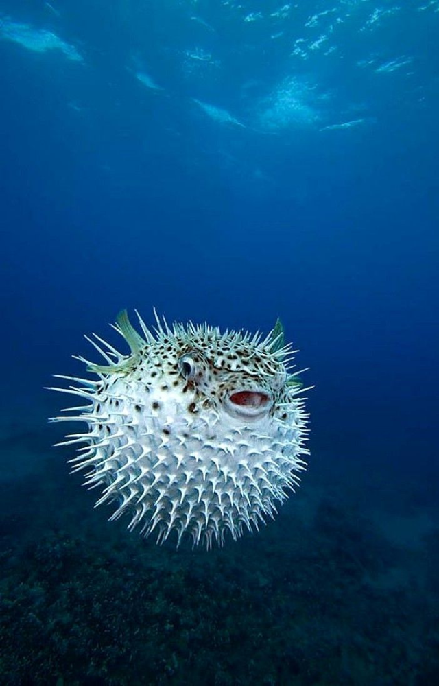 When threatened, the pufferfish inflates like a balloon, changing shape instantly to appear larger and more dangerous.
