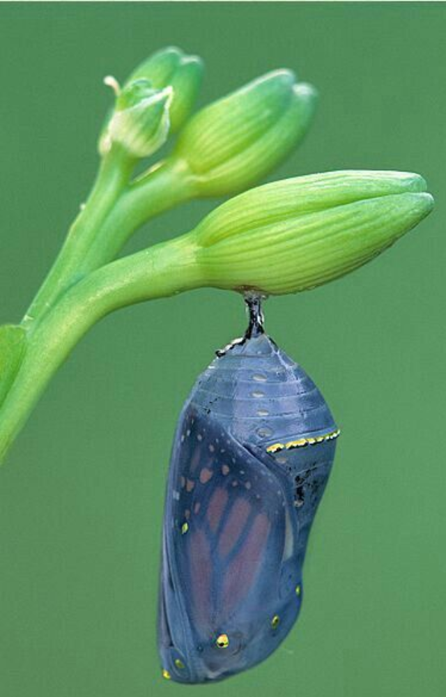 Real Animals That Change Shape
