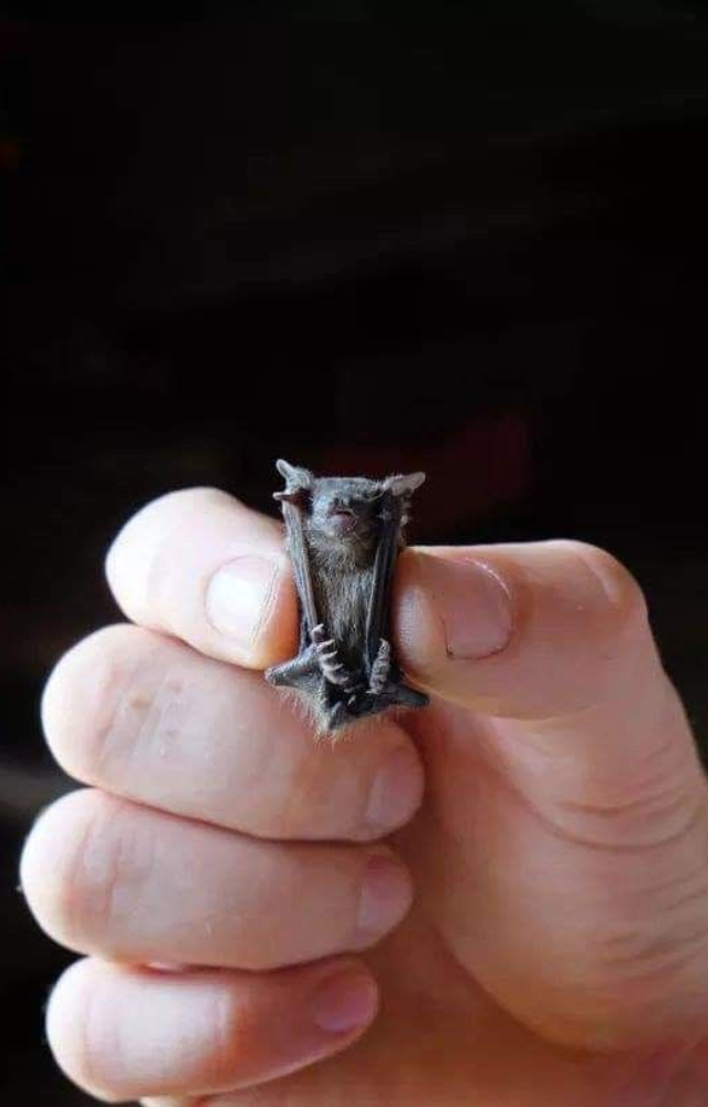 Also known as Kitti`s hog-nosed bat, it’s about the size of a large bumblebee and weighs just 2 grams. The smallest mammal by skull size.
