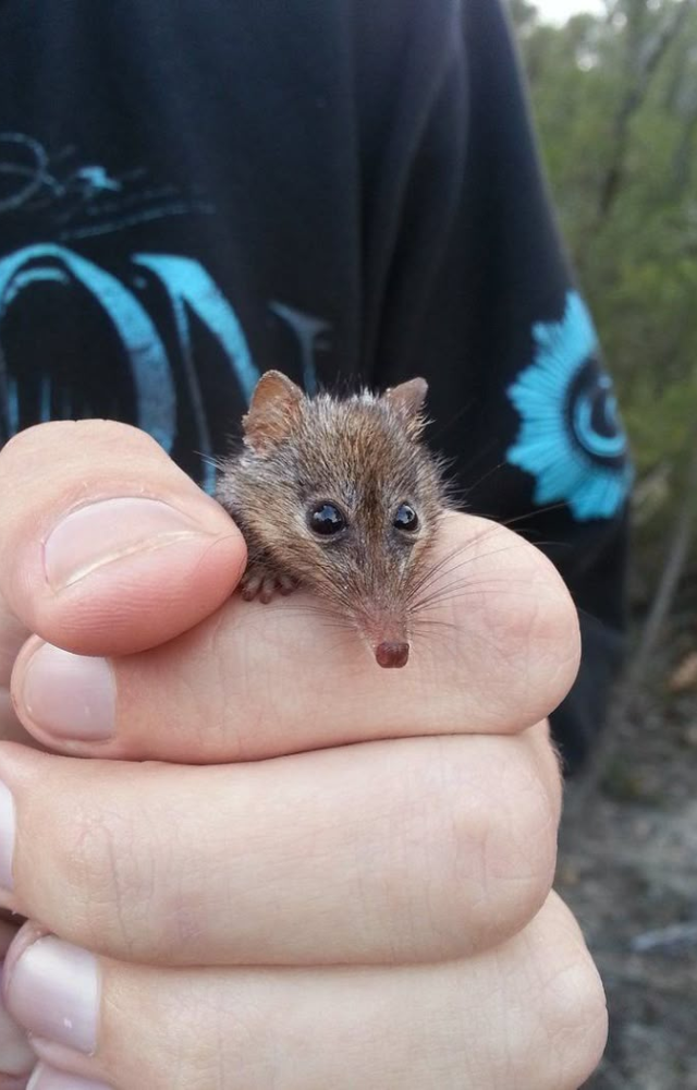 This lightning-fast creature eats twice its body weight daily. It has one of the highest metabolic rates among mammals.
