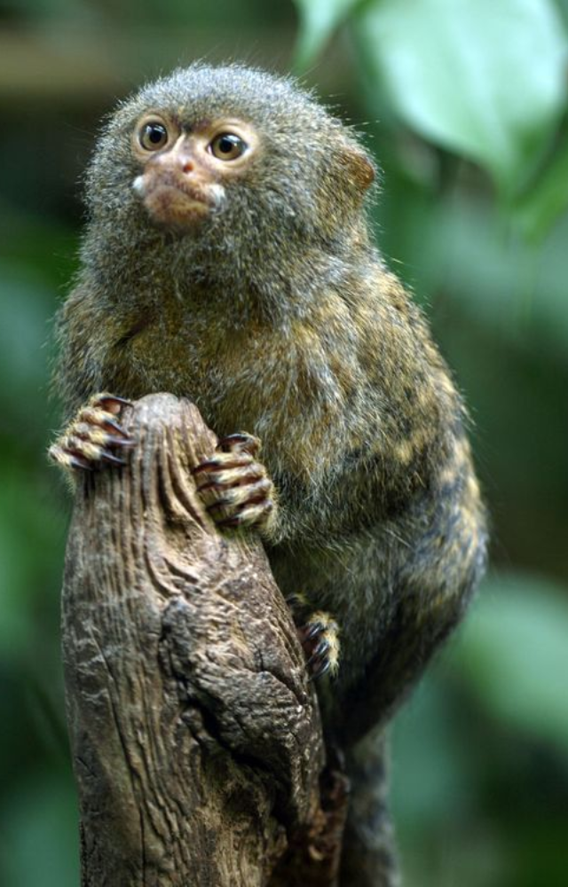 Native to the Amazon, it’s the smallest monkey in the world. It clings to tree trunks and weighs less than a smartphone.
