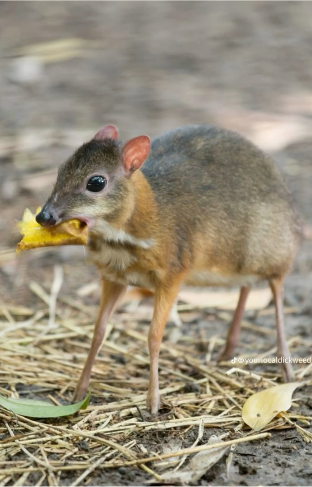 Smallest Mammals on Earth