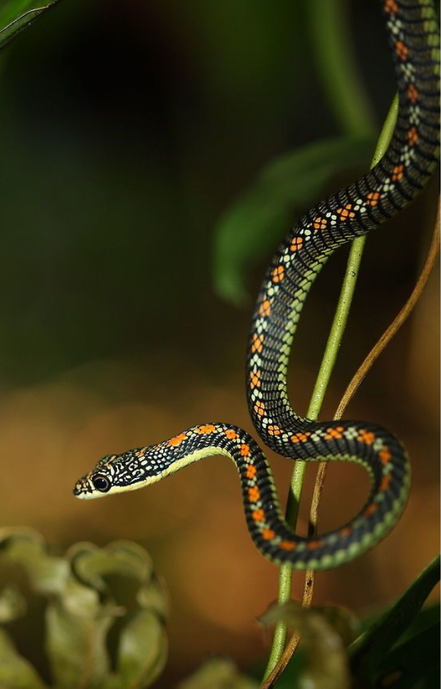 This vibrant snake flattens its body and launches from trees, gliding up to 30 meters through the air—common in Southeast Asia.

