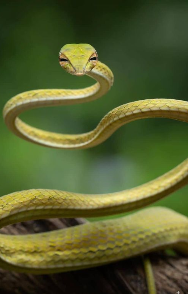 Known for its bright green and yellow scales, it glides between trees while hunting or escaping threats in forests of India and Sri Lanka.
