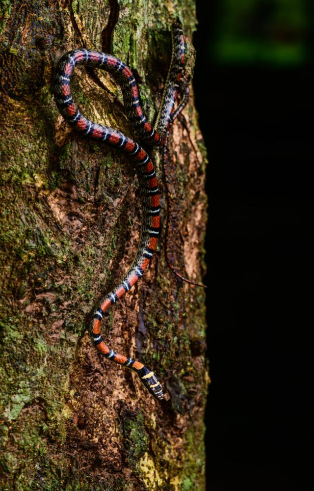 Found in parts of Southeast Asia, it’s smaller than its relatives but just as agile in aerial gliding through jungle canopies.

