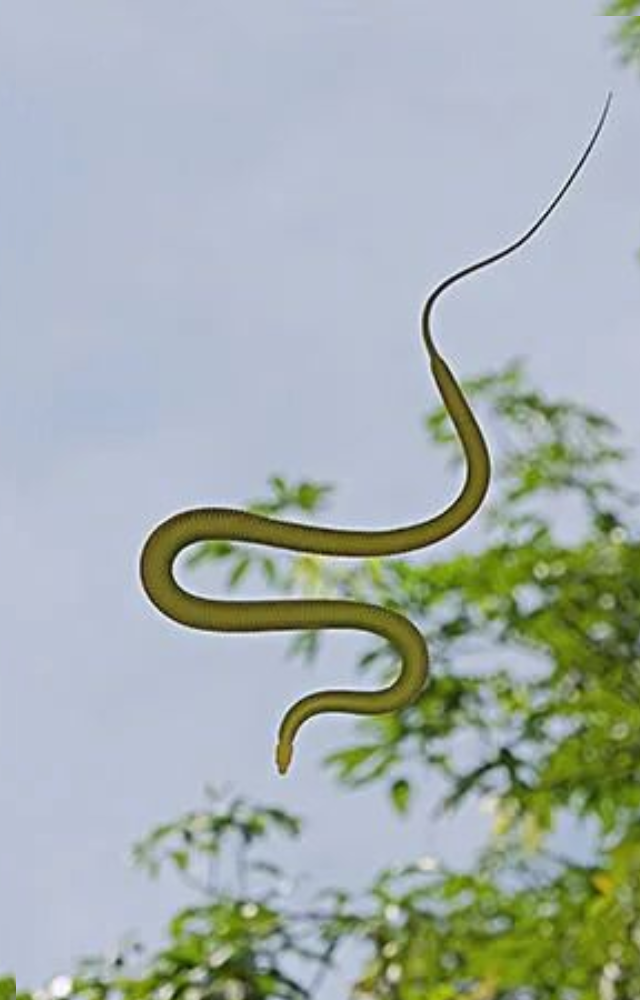 Snakes That Soar Through Trees