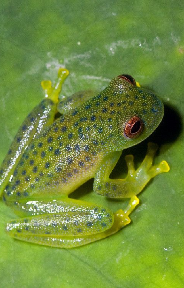 Native to Central and South America, this frog’s belly is completely see-through—you can even see its heart and organs beating.
