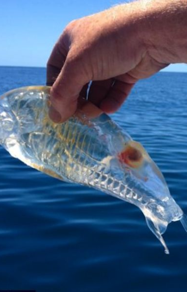 This barrel-shaped sea creature drifts through the ocean with a fully transparent body that looks like a floating jelly tube.
