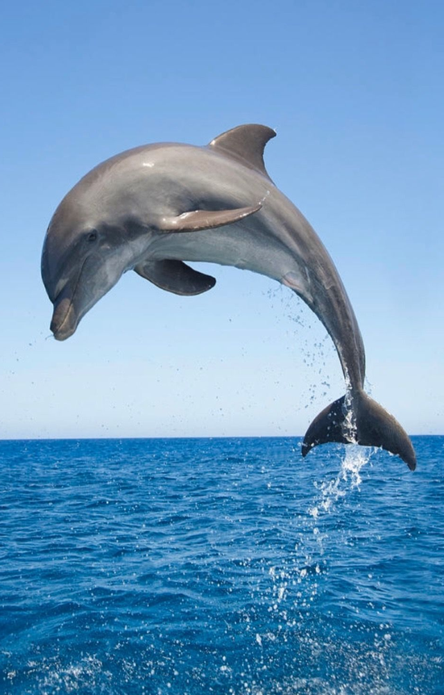 They rest one half of their brain while the other stays alert, surfacing to breathe and avoiding predators mid-sleep.
