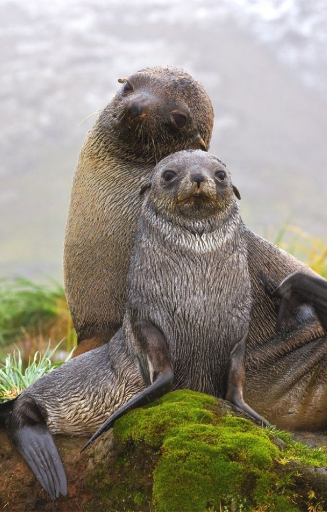 When at sea, fur seals exhibit unihemispheric sleep—one brain side sleeps while the other helps them stay balanced and aware.

