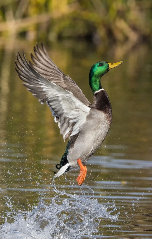 Outer ducks in a flock sleep with one eye open, keeping watch for threats while inner ducks rest fully.
