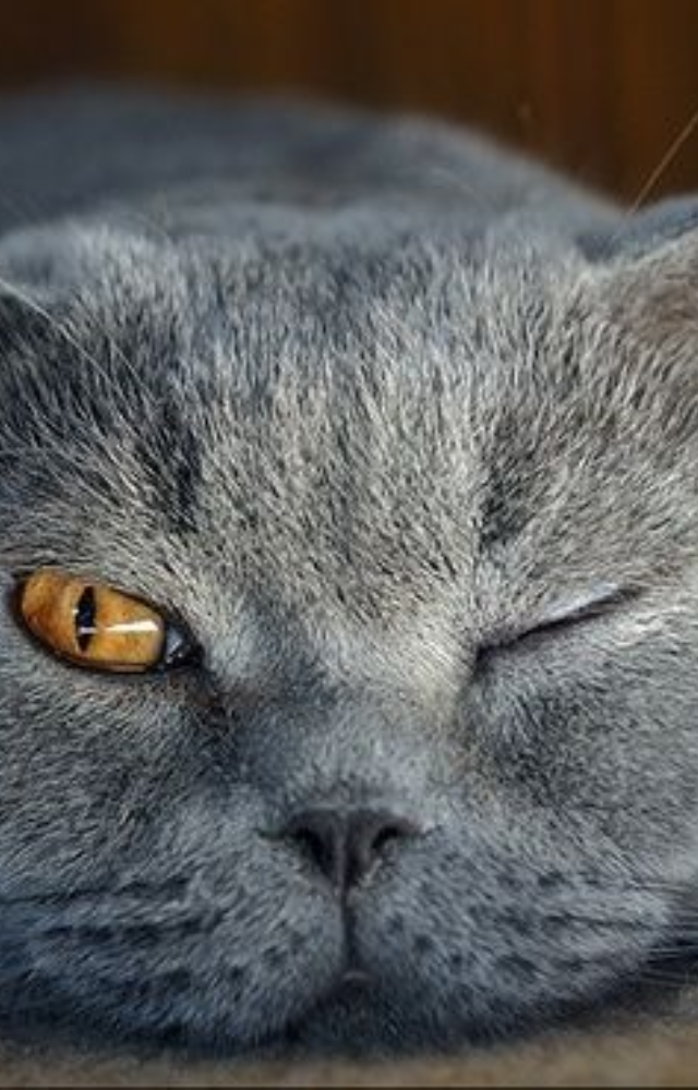 Animals That Never Fully Sleep