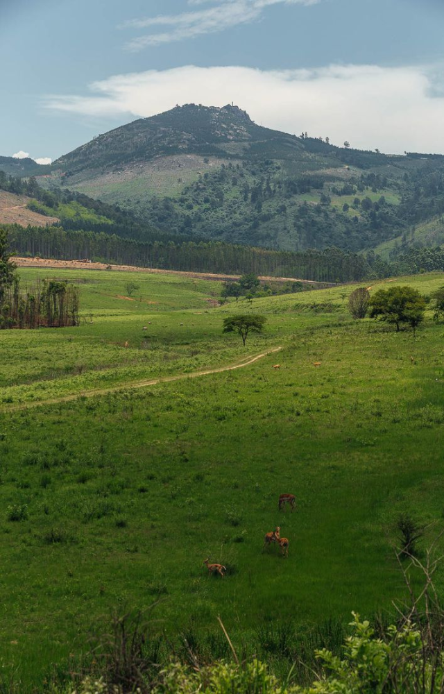 A dense forest reserve in the Western Ghats, home to Indian bison, tigers, and rich biodiversity. Recognized as a UNESCO World Heritage Site.

