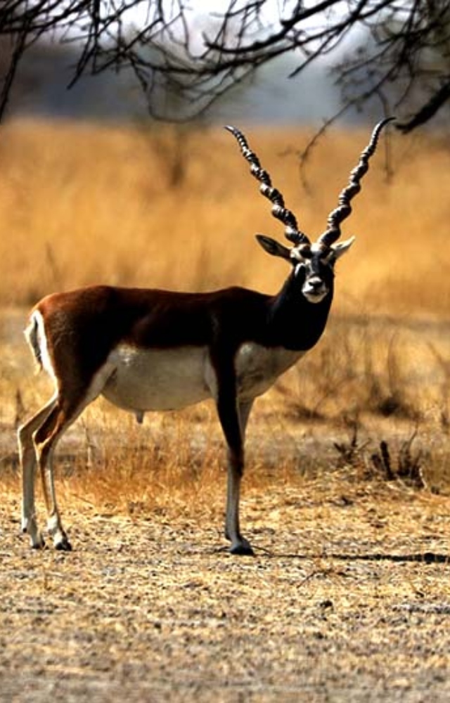 A grassland paradise in Shekhawati, known for blackbucks and raptors. It’s a dream for wildlife photographers and birdwatchers.
