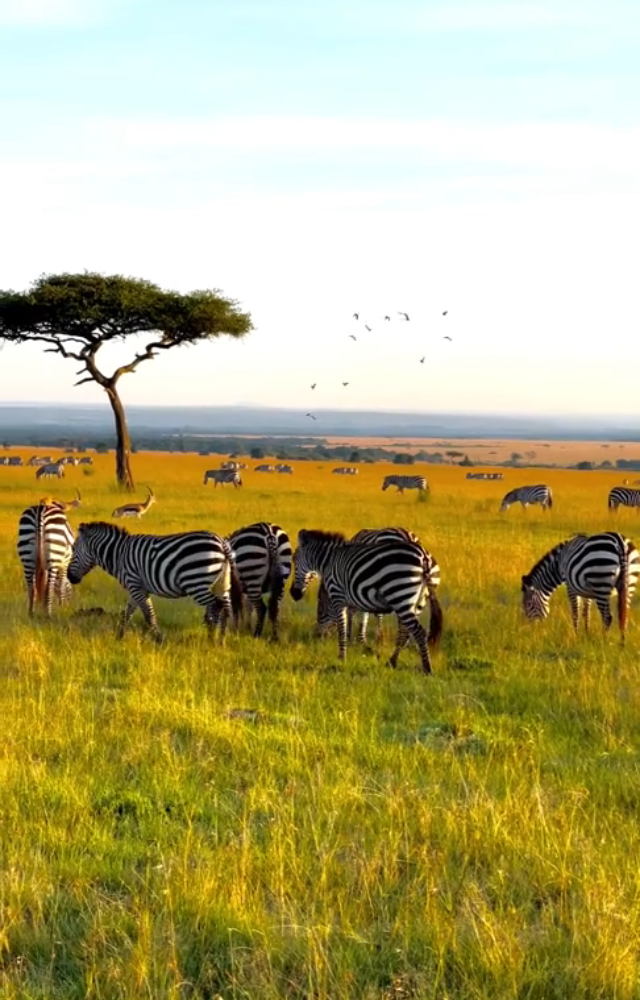 Hidden Wildlife Gems of India