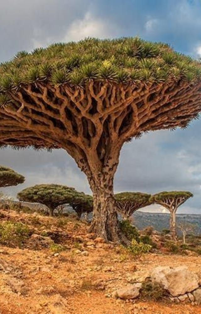 Native to Socotra, this strange tree releases a dark red resin used in dye, incense, and ancient medicine. It looks like it bleeds when cut.
