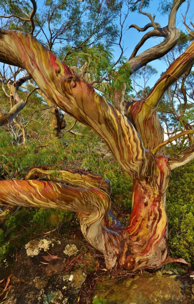 This eucalyptus species leaks thick red fluid when its bark is broken. The sap protects it from insects and infections like a natural bandage.
