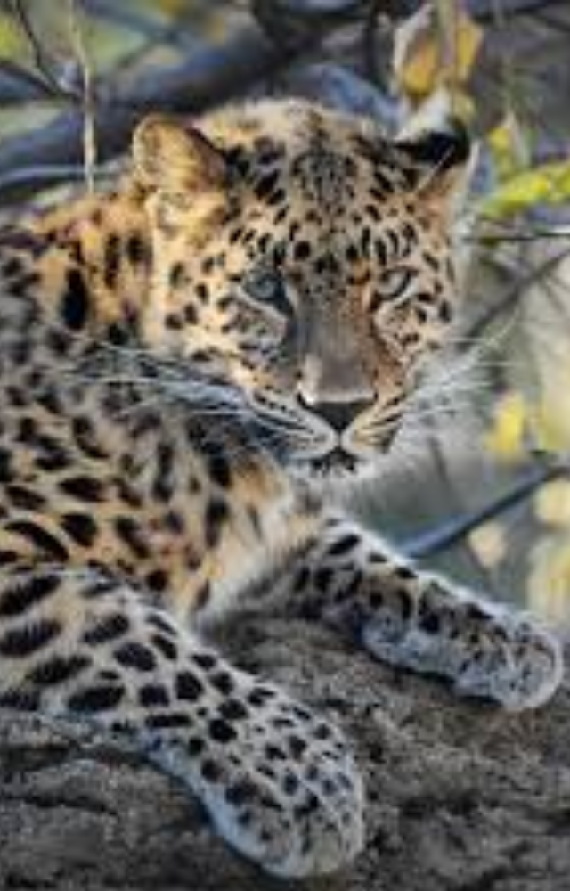 Among the rarest big cats, fewer than 100 remain, struggling for survival against habitat loss and a declining prey population.