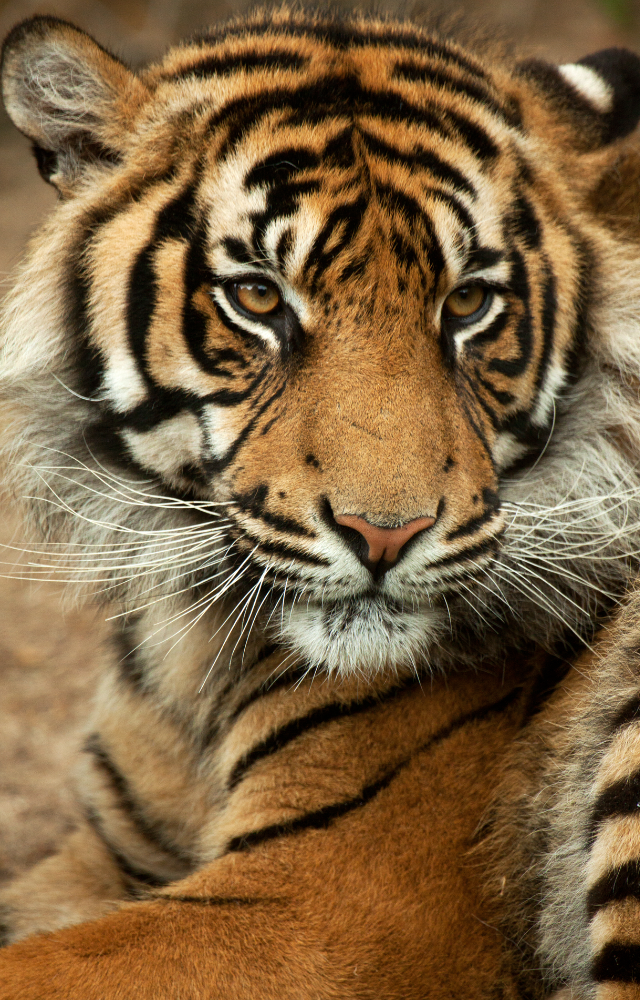 Endemic to Sumatra, this tiger subspecies is endangered by deforestation and human activity, with fewer than 600 left.