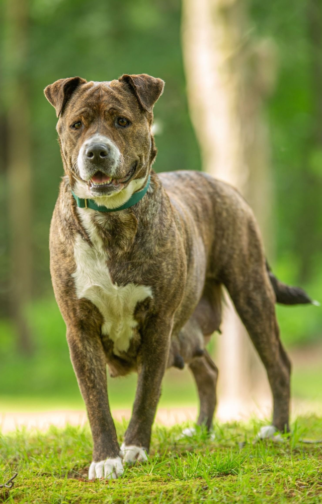 Affectionate, confident, and muscular breed with a strong protective instinct.
