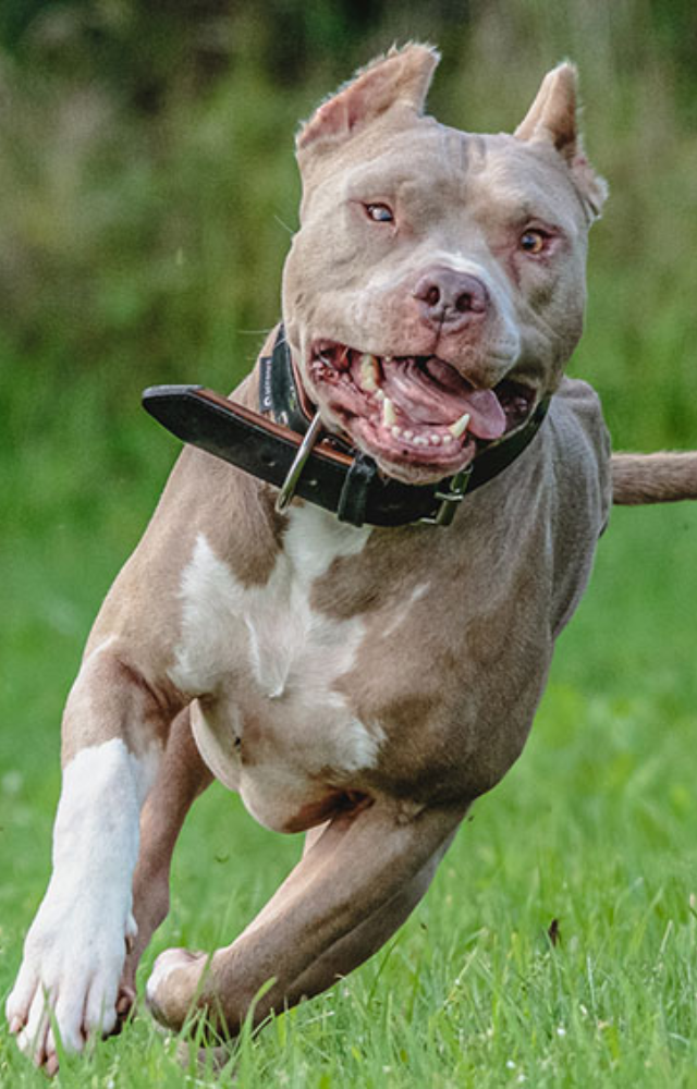 Indian Govt ban 23 aggressive dog breeds