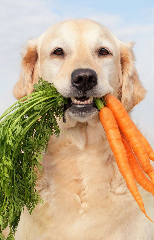 Make sure your pet is healthy during the holidays by giving them a balanced diet, steering clear of holiday treats, and planning frequent walks.