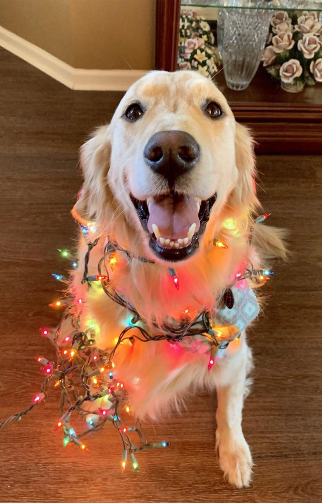 Use pet-friendly decorations to add to the festive atmosphere while shielding your dog`s delicate eyes from harsh lights and candles.