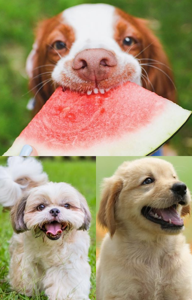 Summer Treats: Best Foods for Dogs