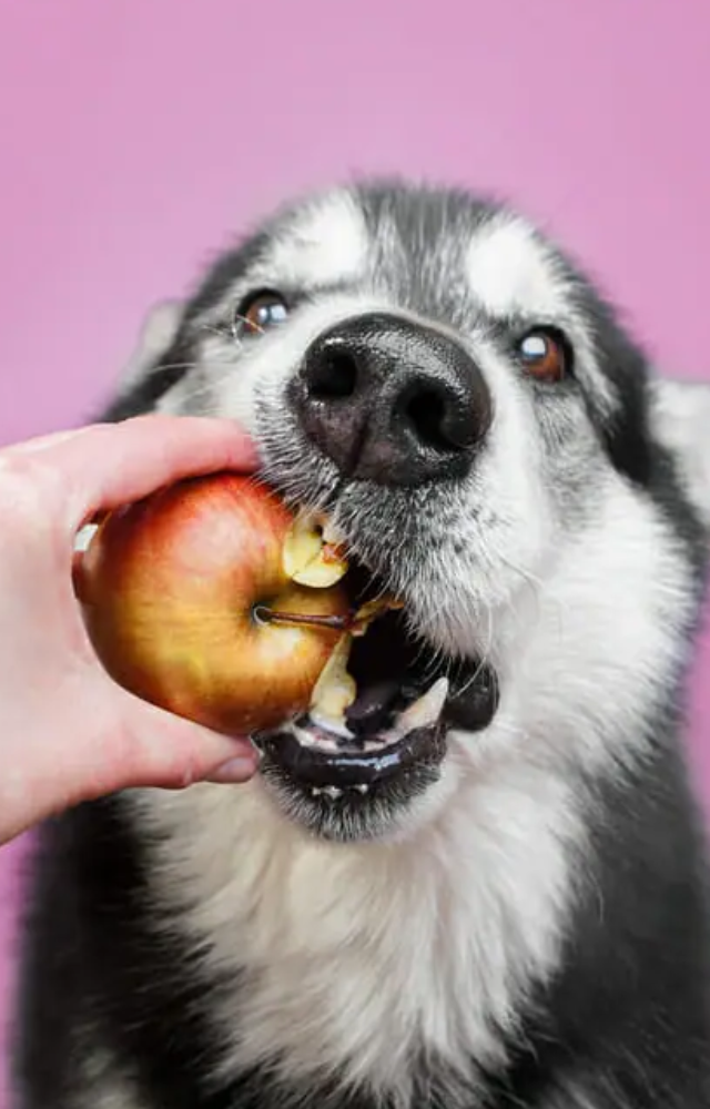 Dogs adore apples all year long because they`re crunchy and nutritious. Rich in fiber and vitamin C, they support healthy immune system and digestion