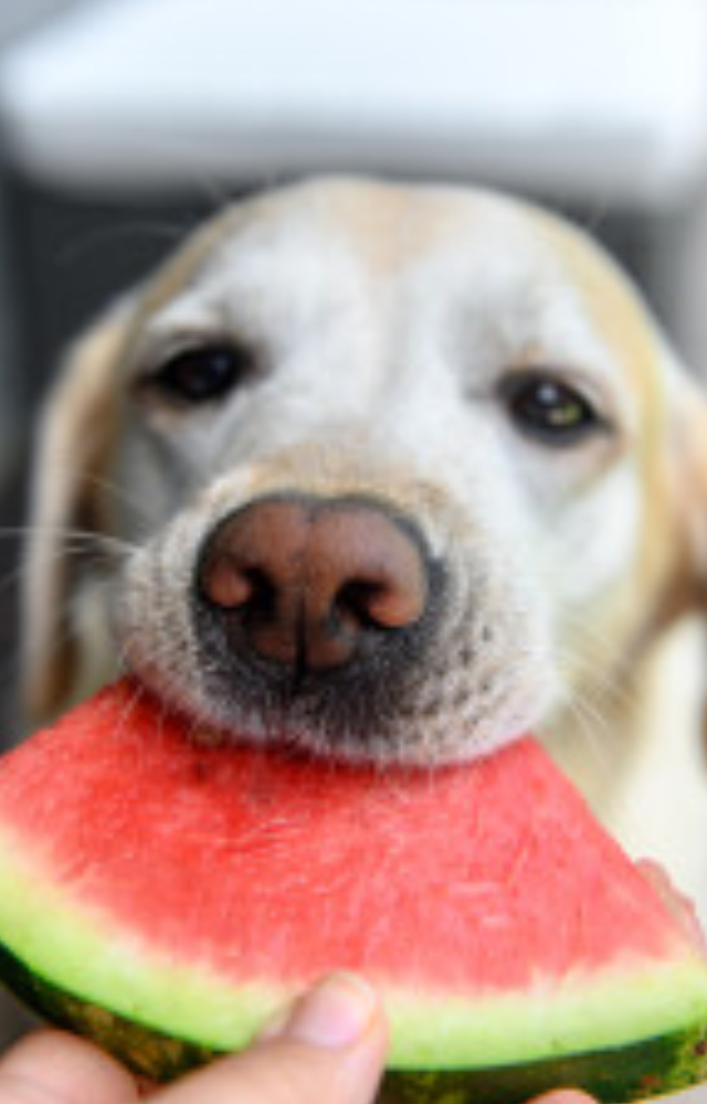Dogs love watermelon in the summer because it`s refreshing and hydrating. Rich in antioxidants and loaded with vitamins A, B6, and C, this tasty and healthful