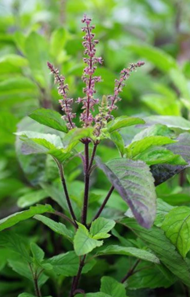 Tulsi Known for its holiness, presenting Lord Hanuman with fresh tulsi leaves is a sign of purity and respect.