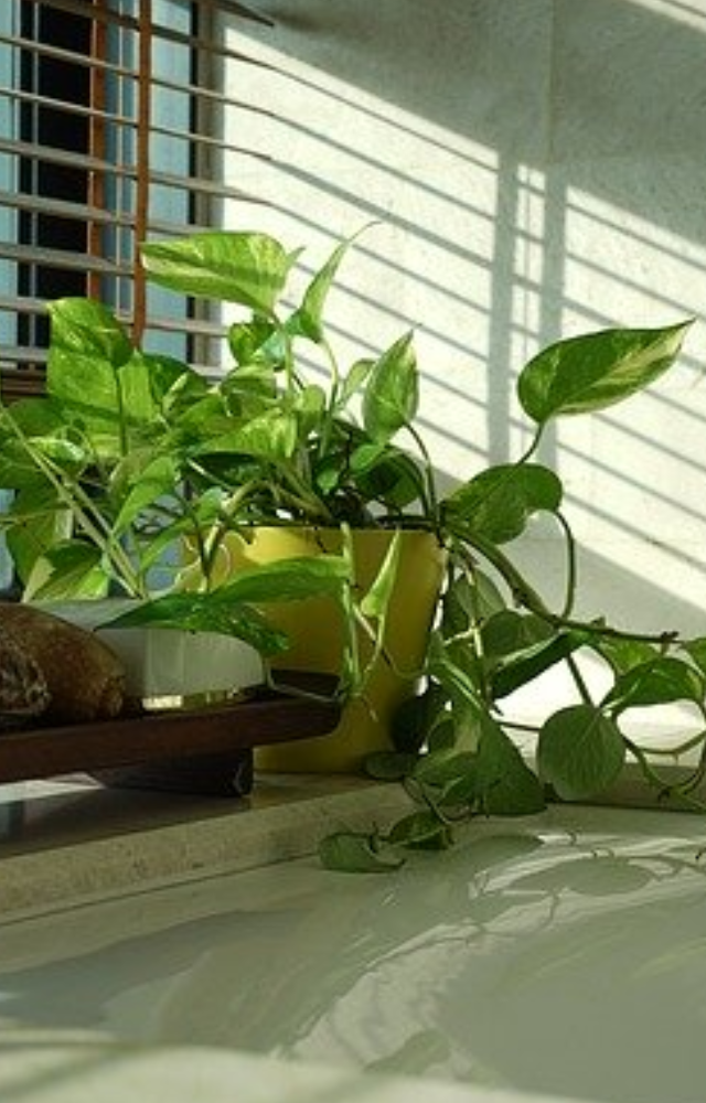 During the hottest part of the day, place your plant where it will receive dappled shadow or filtered sunshine.