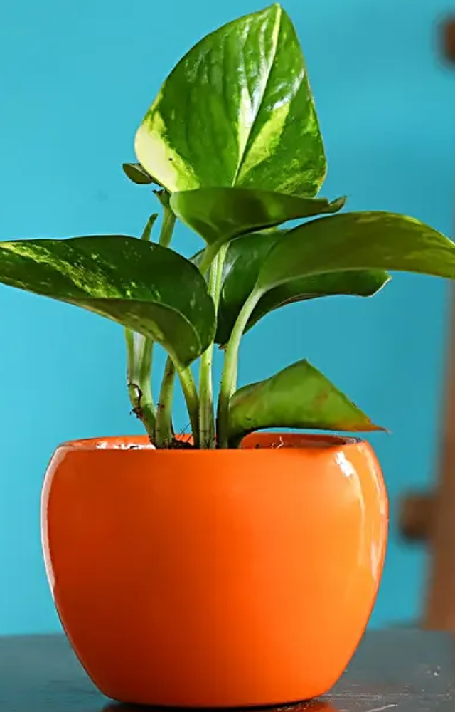 During the growing season, feed the money plant once a month with a balanced liquid fertilizer; nevertheless, do not overfertilize.