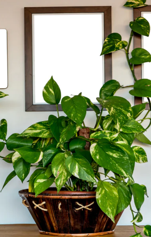 Ensure the soil remains consistently moist but not waterlogged. Water the plant thoroughly when the top inch of soil feels dry to the touch.