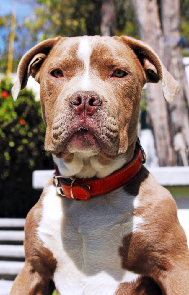 Strong, loyal, and athletic breed often misunderstood due to stereotypes.
