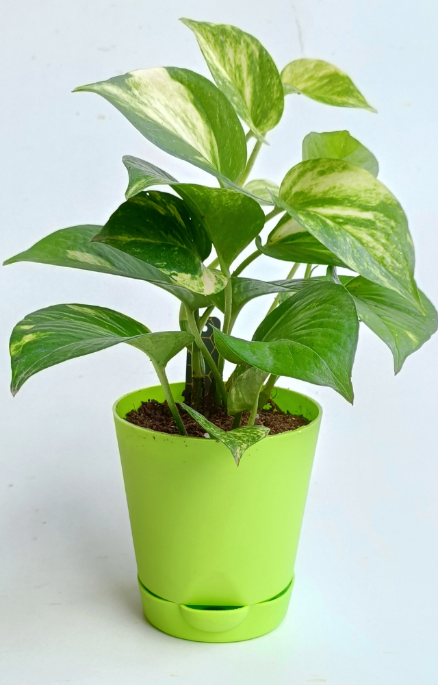 How to Keep Money Plants Green in Summer