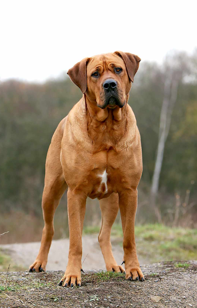 Massive and powerful Japanese breed known for its courage and loyalty.