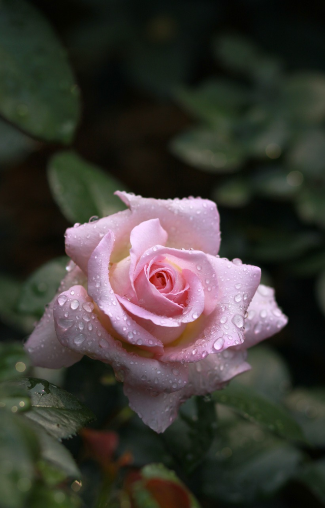 Kickstart Valentine`s Week with love as roses signify admiration and affection, setting the romantic tone.
