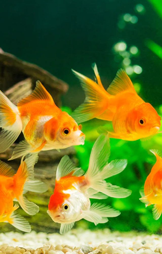 Vastu Fish for Positive Energy at Home