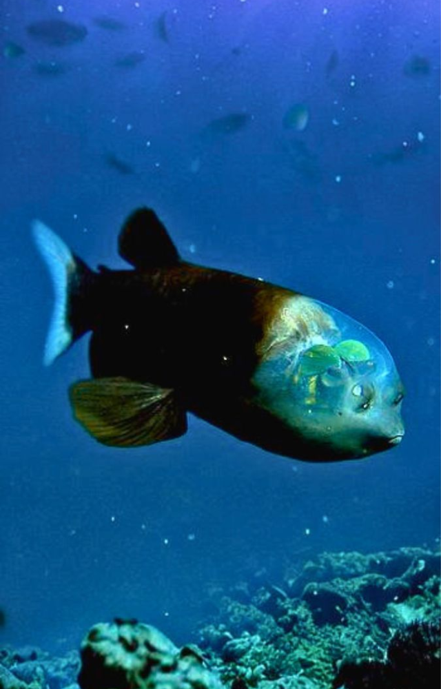 This deep-sea fish has a transparent head, allowing it to look upward through its skull to spot prey—its brain and eyes are visible!
