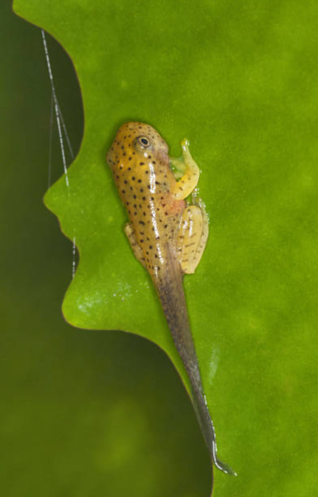 These tadpoles are almost entirely see-through. You can watch their tiny hearts beat and organs develop as they swim.

