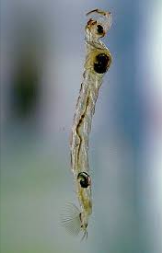 This tiny insect larva is nearly invisible in water, with a clear body and red spots where blood vessels float in plain view.
