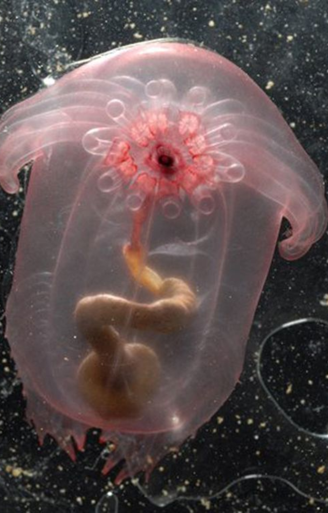 Naturally Transparent Animals